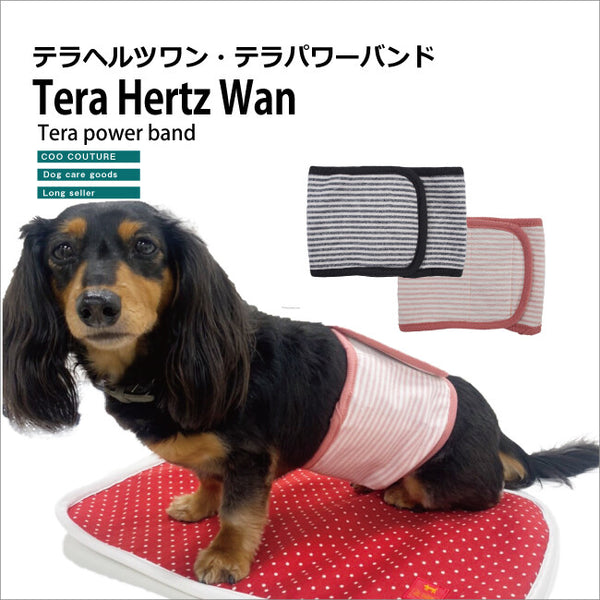 クークチュール テラヘルツワン テラパワーマナーバンド 4色 SSからMLサイズ 日本製 犬 マナーバンド
